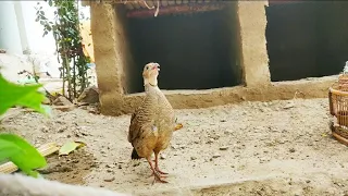 Jungli Desi Teetar ki awaz | Teetar | Grey Francolin