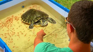 TURTLE Pond Trains BABY JAWS TO Hand FEED!