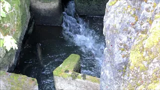 Chinook salmon in fish ladder at Tumwater Falls Park