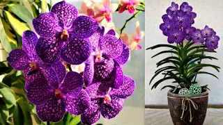 BLUE ORCHID VANDA, CARE, MAINTENANCE, WATERING ORCHID, FLOWERING OF BLUE ORCHID!