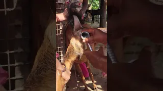 Goat 🐐 Artificial insemination (AI)