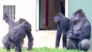 Gorilla girl pestering her keepers and silverbacks｜Shabani Group
