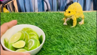 Funny frogs vs lemon 🍋 / screaming frogs funny videos