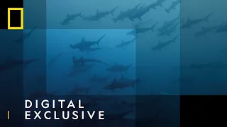 Catch and Release | Sharkfest | National Geographic Wild UK