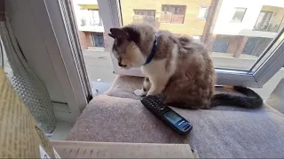 Cat answers the phone to scam caller