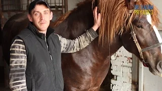 Столбняк у лошади.Вакцинация. Tetanus in horses. Vaccination.