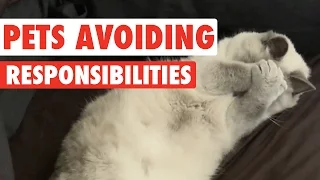 Pets Avoiding Responsibilities Video Compilation 2016