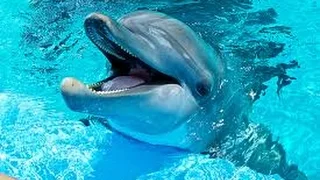 Dauphins merveilleux! relaxation music. Voyage with dolphins!-F. Amathy-Océan-Musique zen/bien-être