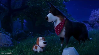 Secret Life of pets 2 - The Rooster Trailer - Full HD