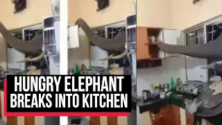 Amazing Watch How An Elephant Closes Door Of A Cupboard | Cobrapost