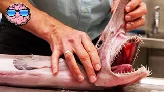 Top 10 Amazing Sharks You Didn't Know Existed