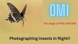 OM-1 | Using Pro Capture to photograph insects in flight!