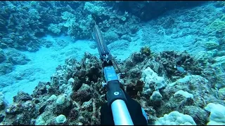 Spearfishing the Shallows - Triple Whammy Dive - Hard Day in the Water - Big Island of Hawaii