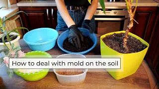 How to Deal with Mold on the Soil | Mold on Plant Soil