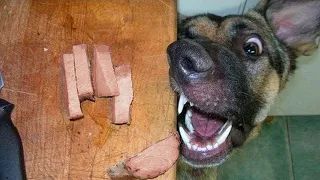 Funniest Animals 2023 😂 Funniest Cats and Dogs 😺🐶 Part 17