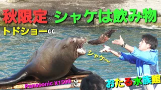 【トドショー】小樽水族館 シャケを見るとかわいい顔になる⁉️  Panasonic HC-X1500撮影映像