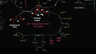 Обзор процессов клеточного дыхания (видео 4)  | Клеточное дыхание | Биология