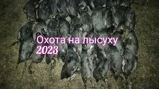 ОТЛИЧНАЯ ОХОТА НА ЖИРНУЮ ЛЫСУХУ!!! МИГРАЦИЯ ЛЕБЕДЯ.ОСЕНЬ 2023.