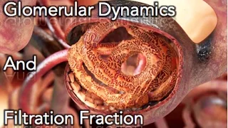 Renal Physiology - Glomerular dynamics & Filtration Fraction - MADE EASY