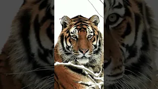 Amur Tiger: The Master of the Taiga