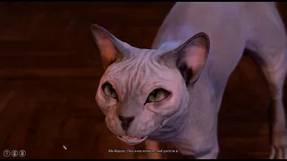 Speaking with a cat | His Majesty | Baldur's Gate 3