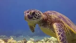 Mala Pier - Best Shore Dives, Maui Hawaii