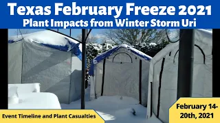 Texas February Freeze 2021| Plant Impacts from Winter Storm Uri