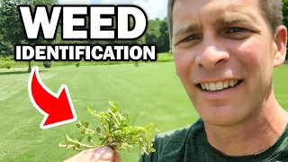 Identify 30 Common Weeds in the Lawn