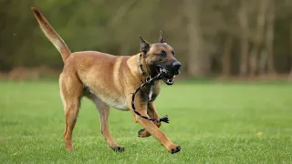 New police dog candidate showing great promise in training