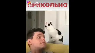 КОТЫ 2019 ПРИКОЛЫ С КОШКАМИ Смешные коты и кошки 2019 Funny cats