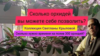 Сколько орхидей вы можете себе позволить? Светлана Крылова: сколько уходит времени на полив и о ЗС.