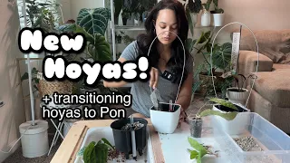 Plant Unboxing! New Hoyas! 🌱 CV Blessing and Nong Nooch + Transitioning Hoyas to Pon with Updates! 🌿