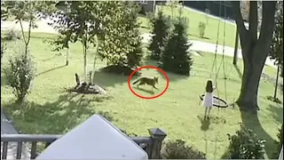 Shocking moment a coyote charges at a little girl| CCTV English