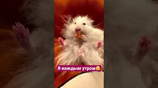 Доброе утро😍 #животные #animals #приколы #приколысживотными