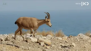 כאן | ים המלח כמו שלא ראיתם אותו מעולם