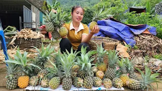 Harvest pineapple and bring it tothe market to sell,the white dog died in an accident chuc thi Duong