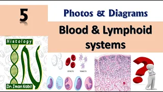 Practical Blood and Lymphoid system- Diagrams and photos