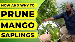 How and Why to Prune Mango Saplings?