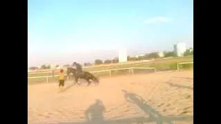 кабардинская лошадь2