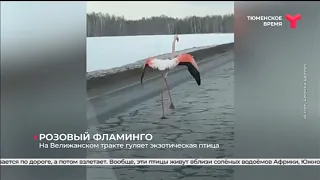 На Велижанском тракте гуляет экзотическая птица