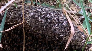 Alone Voice សកម្មភាពទៅយកឃ្មុំក្នុងព្រៃ Video Bees In season Dry months Episode4