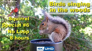 ASMR 8 HOURS of Birds Singing in the Woods, No loop, 4K Squirrel-6, Digital Stress Relief Therapy