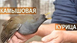 Камышовая курица в птичьем парке Сергея Абрамова
