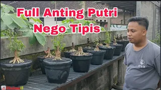 FULL ANTING PUTRI‼️CEK HARGA BONSAI DIRUMAH GEGARA BONSAI