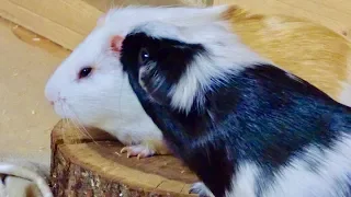 Introducing & Bonding Guinea Pigs