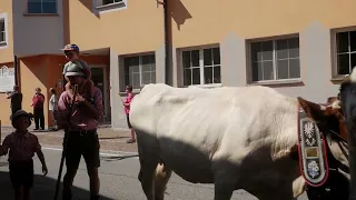 Sie kommen nach Hause    Almabtrieb in Prad