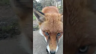 Fox Nose Bumps Me