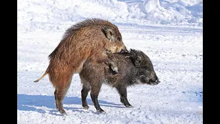 Wildlife Pig Mating