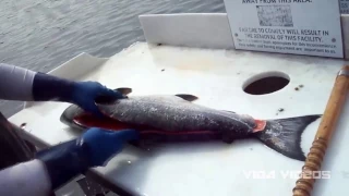 INCREIBLES FILETEADORES DE PESCADOS