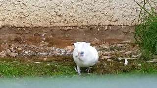 Гологлазый какаду Little corella bare-eyed cockatoo